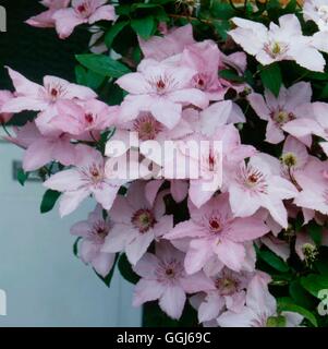 Clematis - `Hagley Hybrid'   CLE043939 Stock Photo